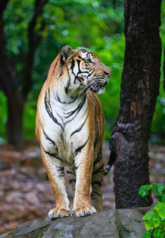 Entre Bengale et Sikkim - Nature, culture et Himalaya