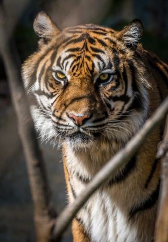 Le voyage au pays des rois