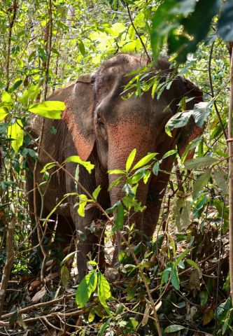 Safari au Cœur du Sud de l’Inde