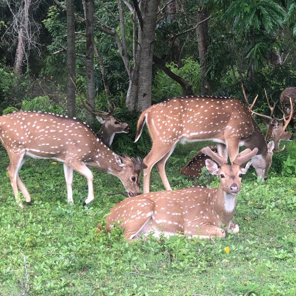 Safari au Cœur du Sud de l’Inde