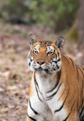 Sur les Traces des Tigres et des Merveilles de l'Inde