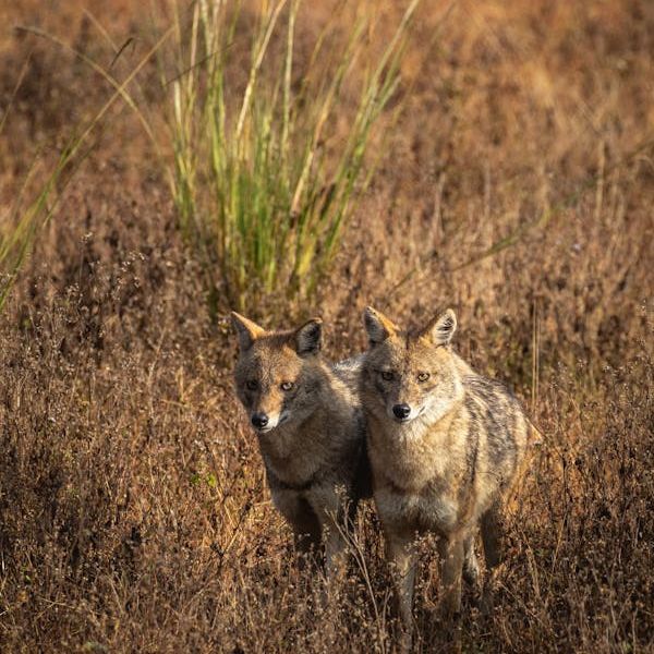 Sur les Traces des Tigres et des Merveilles de l'Inde