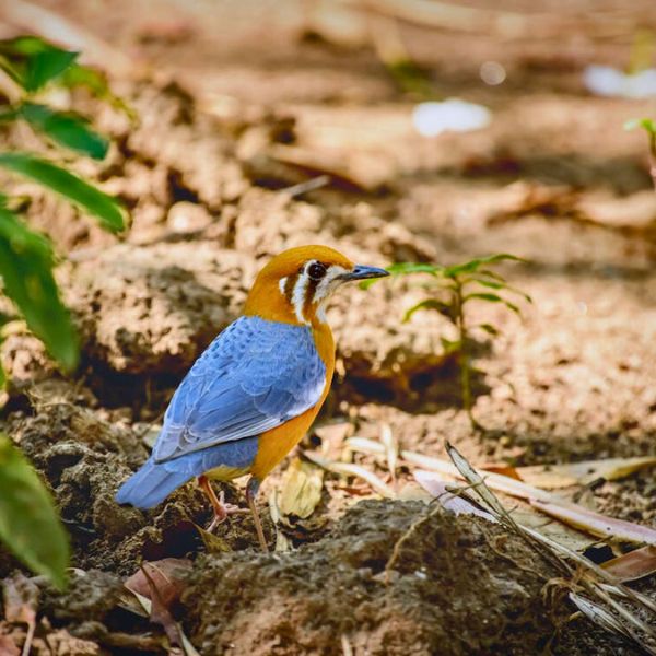 Sur les Traces des Tigres et des Merveilles de l'Inde
