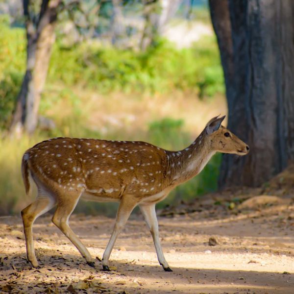 Sur les Traces des Tigres et des Merveilles de l'Inde
