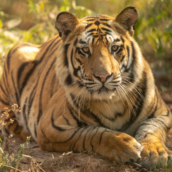 Sur les Traces des Tigres et des Merveilles de l'Inde