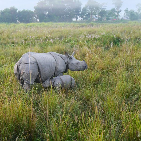 Festival Hornbill et Trésors du Nord-Est Indien